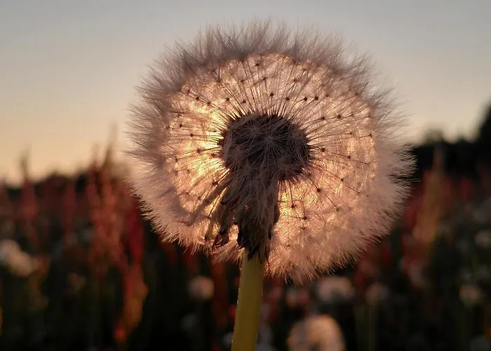 Дом отдыха Schellerhaeusl